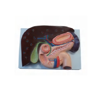 肝、胰、脾、胃和十二指肠剖面模型