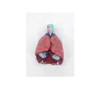 人体呼吸系统模型（7部件）