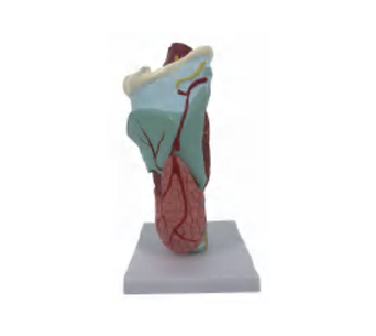 喉解剖放大模型（5部件）