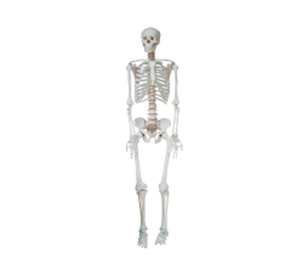 人体全身骨骼模型（高180cm）