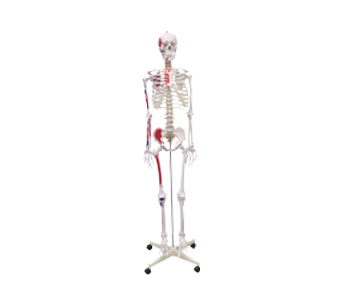 人体全身骨骼模型附着色肌肉（高180cm）
