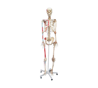 人体全身骨骼模型附着色肌肉韧带（高180cm）