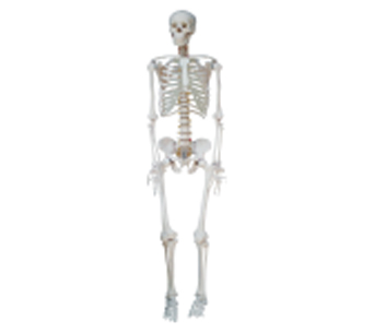 人体骨骼模型（高85cm）