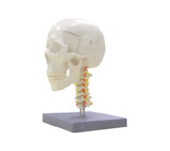 成人头颅附颈椎颈动脉模型