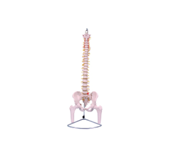 脊椎附骨盆股骨模型
