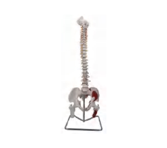 彩色脊椎附骨盆股骨模型