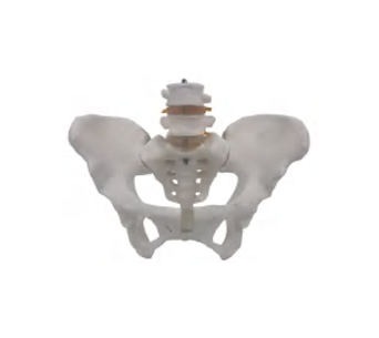 男性骨盆附2节腰椎模型