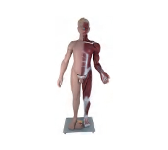 两性全身肌肉解剖模型（高176cm）