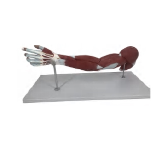 上肢肌肉模型（7部件）