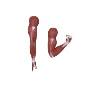 曲臂肌模型（2部件）