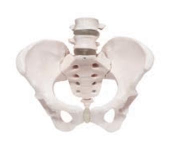女性骨盆附2节腰椎模型