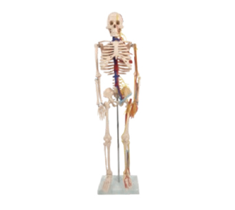 人体骨骼附心脏和血管模型（高85cm）
