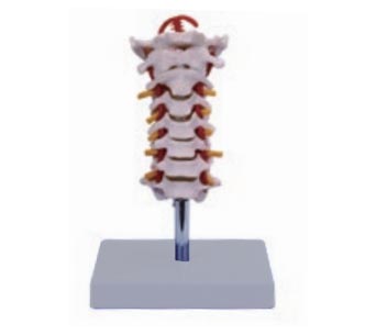 颈椎附枕骨颈动脉模型