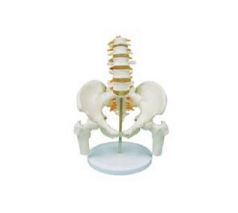 腰骶尾椎与脊神经附骨盆和股骨模型