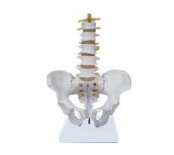 男性骨盆附5节腰椎模型