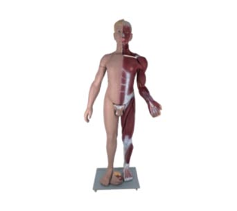 两性全身肌肉解剖模型（高173cm）