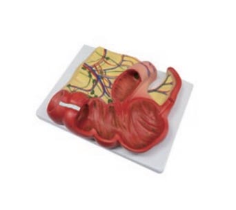 阑尾和盲肠剖面解剖模型