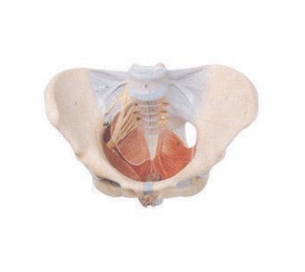 女性骨盆附盆底肌肉和神经模型