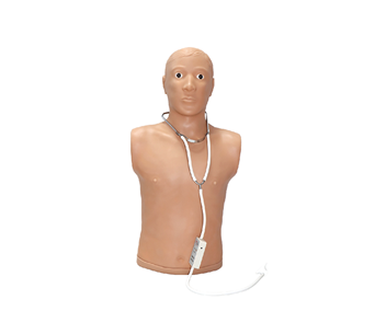 Heart and lung sound auscultation model