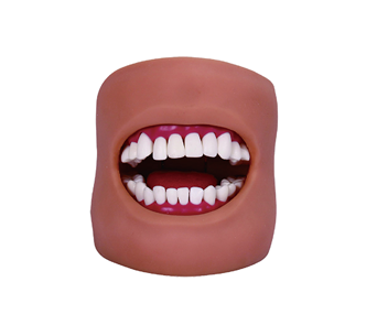 Oral model (with tongue and cheek)