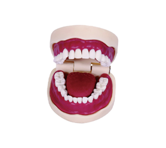 Oral model (with tongue)