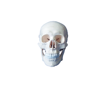 adult skull model