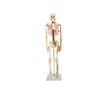 Human skeleton model with blood vessels and nerves heart 85cm