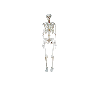 Human skeleton model (height 85cm)