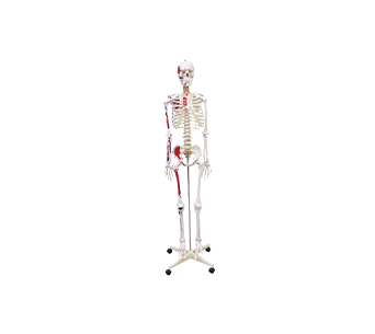 Human body skeleton model with attached colored muscles (height 180cm)