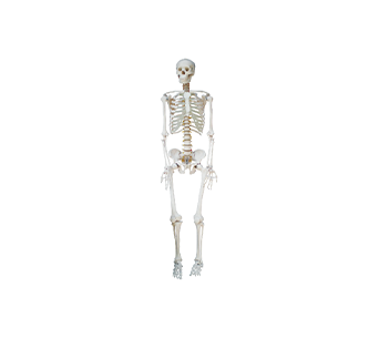 Human body skeleton model (height 180cm)