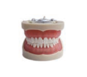 200H Standard Tooth Model