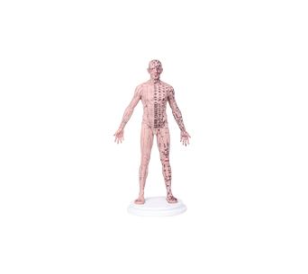 男性针灸人模型（48CM）