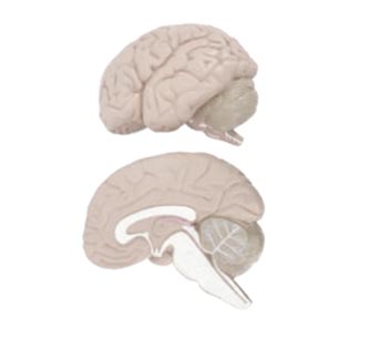 脑解剖模型（2部件）