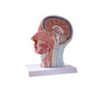 头颈部浅表神经血管肌肉解剖模型