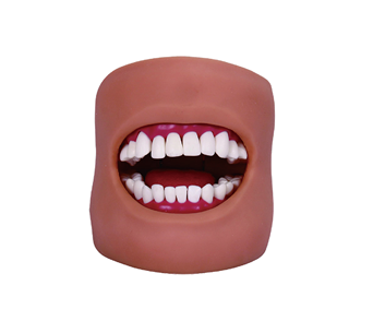 Oral simulator (with tongue and cheek)