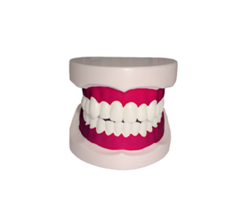 Oral simulator