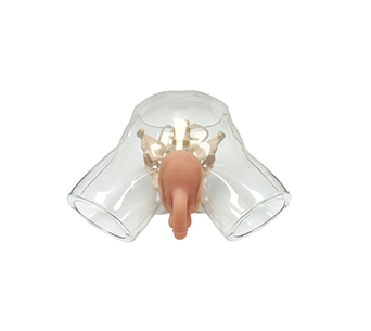 Transparent male catheterization simulator