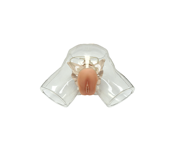 Transparent female catheterization model