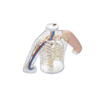 Advanced Upper Arm Intramuscular  Injection Contrast simulator