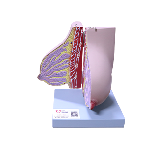 Breastfeeding Breast simulator
