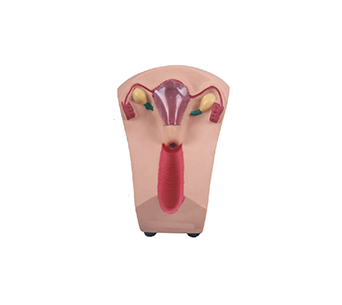 Female intrauterine device and training simulator