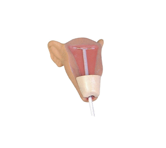 IUD training model I