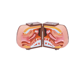 Senior female pelvic cutaway simulator