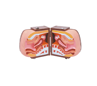 Senior female pelvic cutaway model