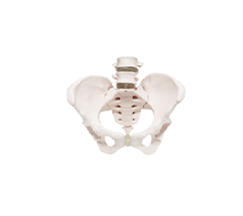 Female pelvis with 2 lumbar vertebrae