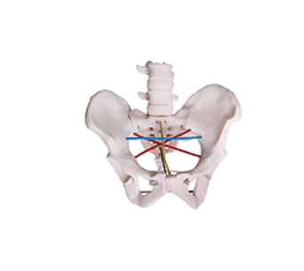 Female Pelvic Measurement simulator