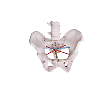 Female Pelvic Measurement Manikin