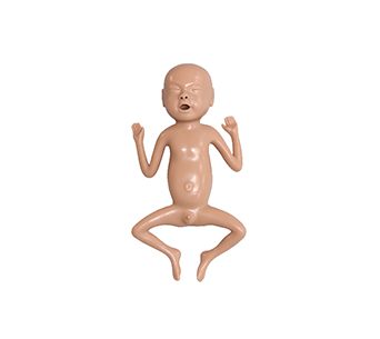 24 week Premature infant simulator