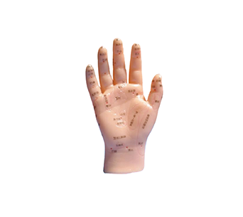 Hand acupuncture model
