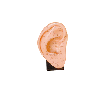 Ear acupuncture model